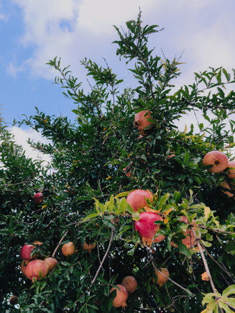 Ripe pomegranates hanging from tree branches create vibrant color display against clear blue sky, embodying natures abundance and beauty. easonal harvest and natural richness. Pomegranates ripeningの写真素材