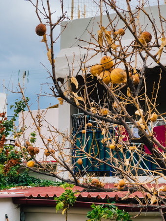 Withered quince fruits clinging to bare branches of quince tree against backdrop of residential building and cloudy sky, highlighting natures resilience in urban setting. Withered quince fruitsの写真素材