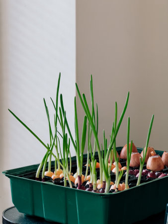 Green onions are growing from small bulbs in plastic container with water, showcasing process of indoor gardening and sustainable food practices. Green onions sprouting from small bulbs in containerの写真素材