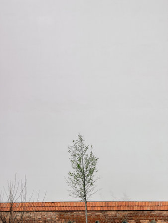 Minimalist view featuring young tree growing behind brick wall, complemented by tiled roof and...