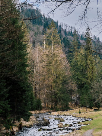 Flowing smoothly through picturesque valley, small river meanders among coniferous and deciduous trees, all beneath beautifully cloudy sky in tranquil mountains. Serpentine river, deciduous treesの写真素材