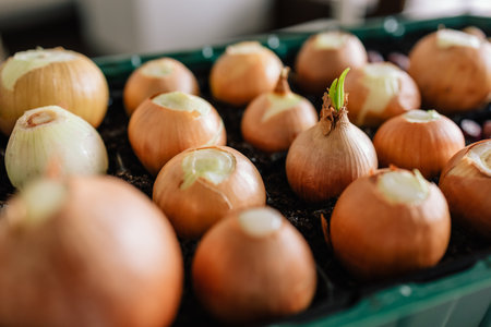 Close up of onion bulbs beginning to sprout in seed tray, showing farmers careful cultivation and...
