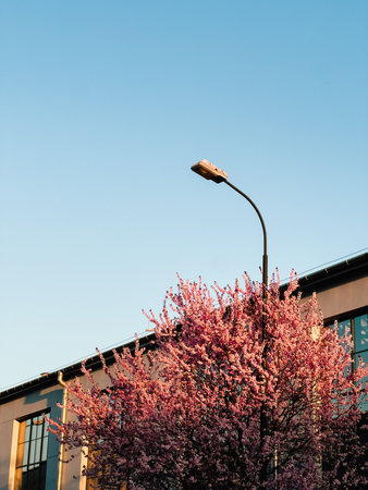 Pink flowers blossoming on tree in spring, next to street lamp and modern building, with clear blue sky in background, creating vibrant urban springtime scene. Pink tree blossoms near street lampの写真素材