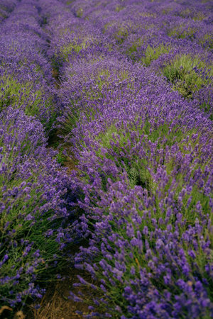 Rows of vibrant purple lavender stretch as far as eye can see. Creating breathtaking panorama of...