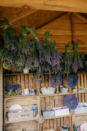 Dried lavender bundles suspended from wooden rafters, surrounding handcrafted wreaths and rustic decor in sunlit agricultural storage space, showcasing traditional herb preservation method. Lavenderの写真素材