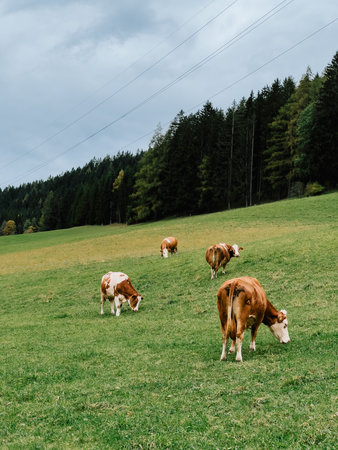 Healthy cows are grazing on green pasture in Alps with cloudy sky and forest in background, enjoying peaceful day in nature. Alpine pasture featuring dairy cattle grazing contentedly, green meadowの写真素材