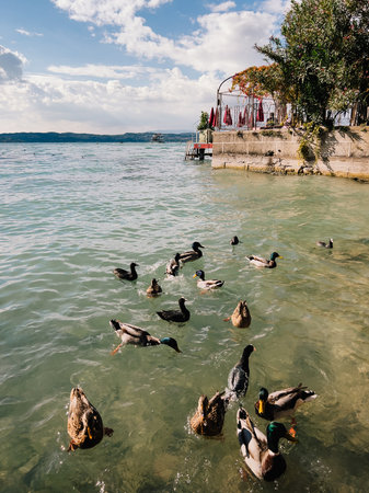 Ducks swimming near shore of Lake Garda, Italy, with restaurant terrace in background on sunny day with blue sky and some clouds. Lakeside ducks paddling near shoreline restaurant. Lake Garda sceneryの写真素材