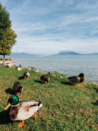 Group of mallard ducks resting on lush grassy shore of Lake Geneva, Switzerland, enjoying sunny day while majestic mountains rise in background, creating serene landscape. Mallard ducks relaxing on lakeshoreの写真素材