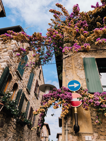 Colorful bougainvillea flowers are growing over walls of buildings and road signs in charming alley of Assisi, creating vibrant and romantic atmosphere. Vibrant bougainvillea cascading over stone wallの写真素材