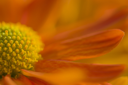 Beautiful Chrysanthemum in a sunny dayの写真素材