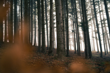 Series of trees in a foggy forest.の写真素材