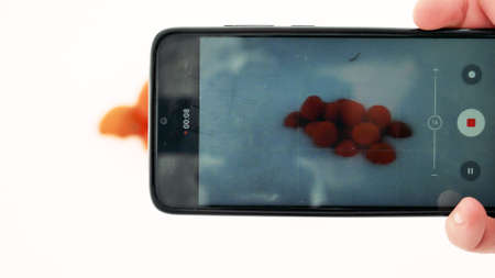 blogger photographs tangerines in the snowの写真素材