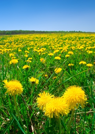 field with dandelionsの写真素材