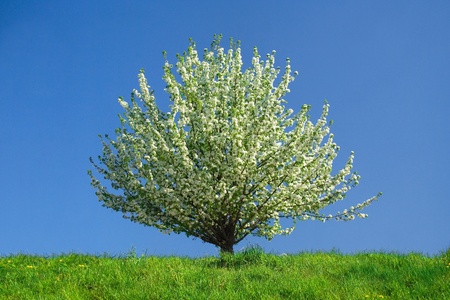 apple-tree on green grassの写真素材