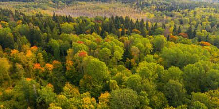 Aerial photo of a forest with some yellowand red treesの写真素材