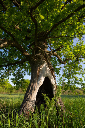 Old oak with large hollow in National Park Prypiacki, Belarusの写真素材