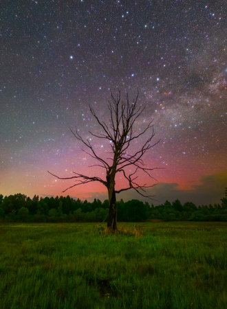 Old dead tree under stars in the river Prypiac floodplain, Belarus