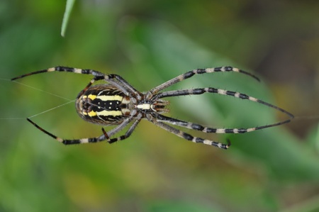  spider.の写真素材