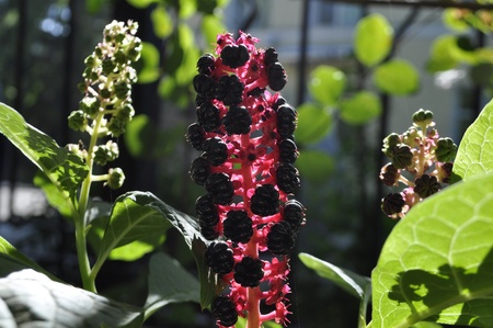 flowerの写真素材