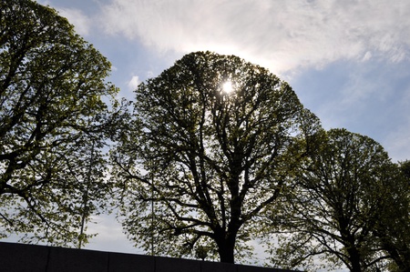sun through the trees.の写真素材