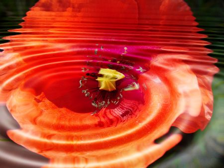 red water flowerの写真素材