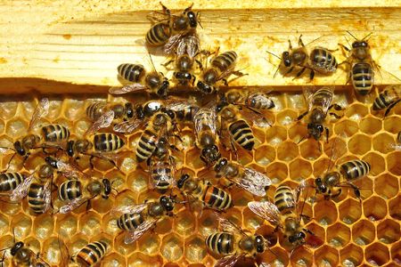 apis rodopica