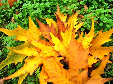 autumn leafsの写真素材