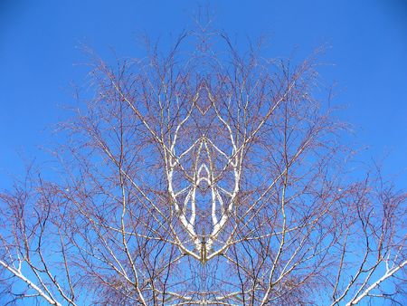 birch (Betula alba)の写真素材