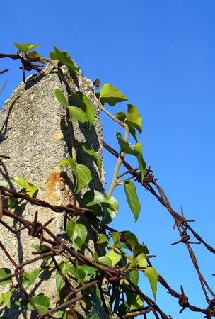 green fernの写真素材