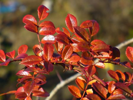 red leafsの写真素材