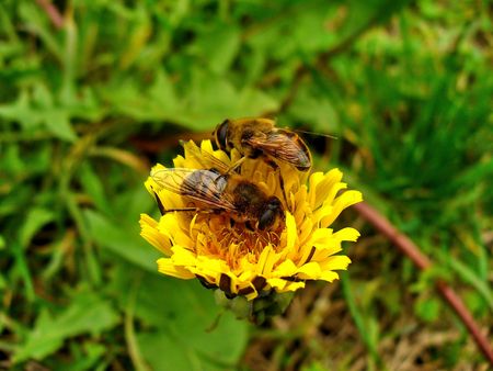 two bees