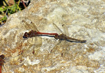 dragonflyの写真素材