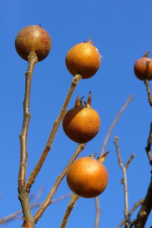 Mespilus germanicaの写真素材