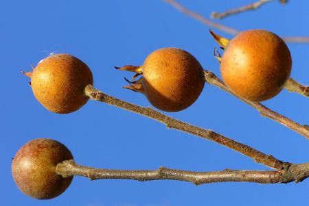 Mespilus germanicaの写真素材