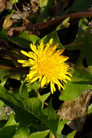 Tarataxum officinaleの写真素材