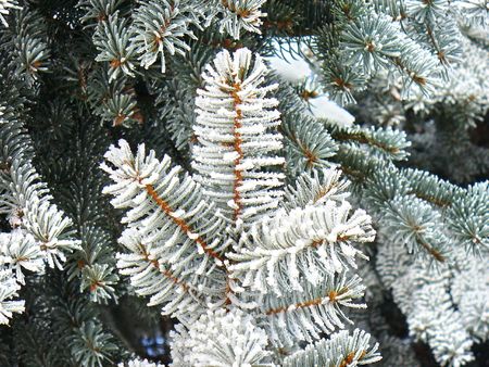 white winter の写真素材