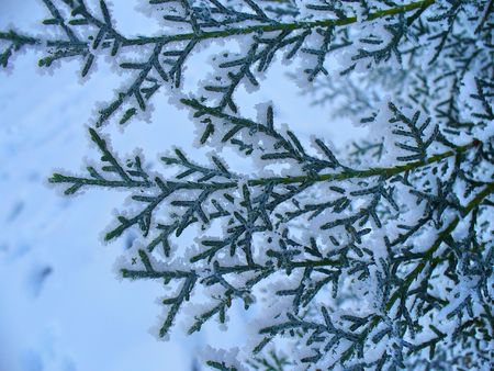 frosted treeの写真素材