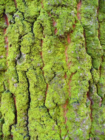green wood surfaceの写真素材