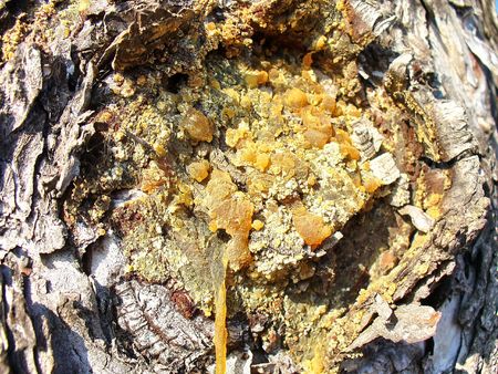wood resinの写真素材