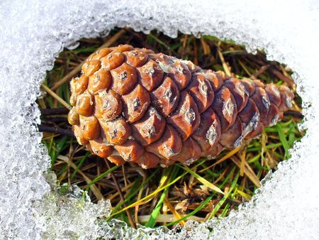 winter strobileの写真素材