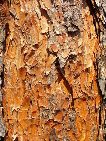 wood skinの写真素材