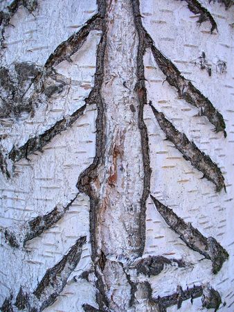wood surfaceの写真素材