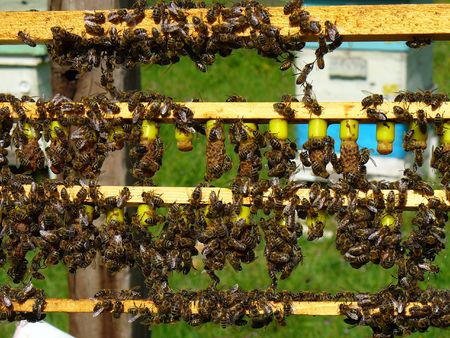 apis  rodopicaの写真素材