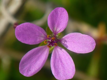 violet flowerの写真素材