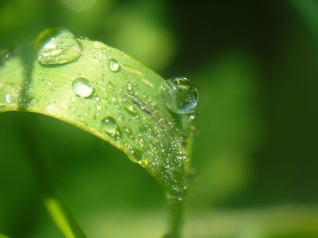 water dropsの写真素材