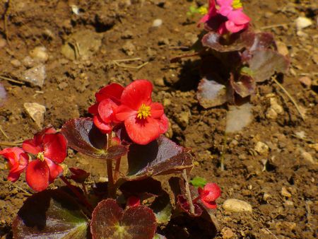 little red flowersの写真素材