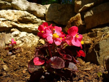 little red flowersの写真素材