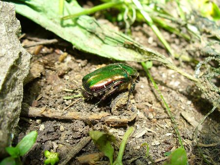 green beetleの写真素材