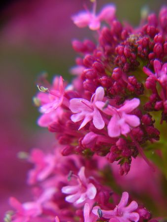 little red flowersの写真素材