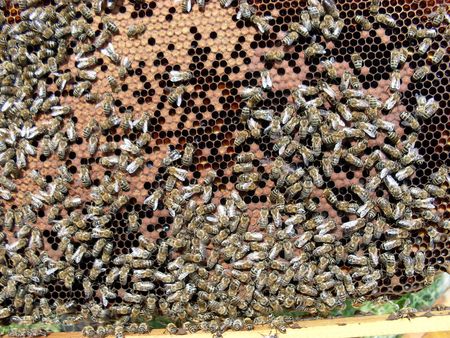 Apis mellifera rodopicaの写真素材